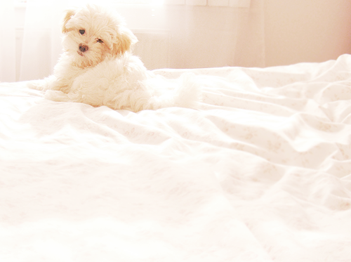 белый щенок на белой постели