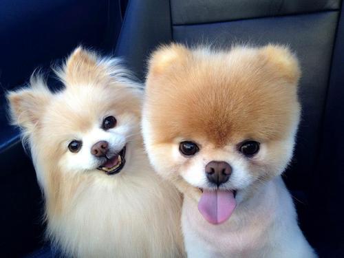 Две смешные собачки улыбаются