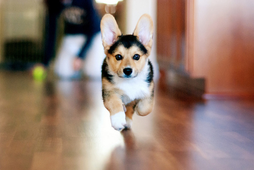 смешной бегущий щенок с поднятыми ушами