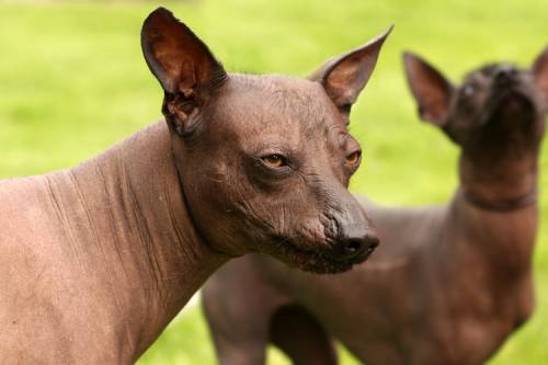 Перуанские голые собаки ухмыляются)