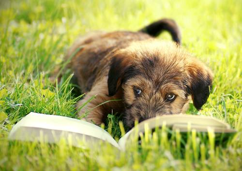 щенок читает книгу на зеленой лужайке