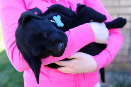 Девушка в розовой кофте держит спящего щенка