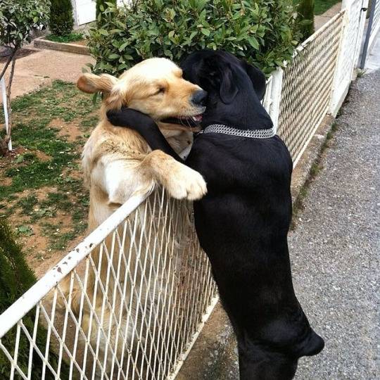 Обнимающиеся через забор собаки
