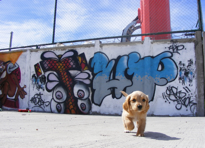 Щенок на фоне стены с граффити