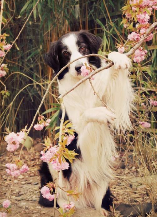 Лохматый пёс и цветущее дерево