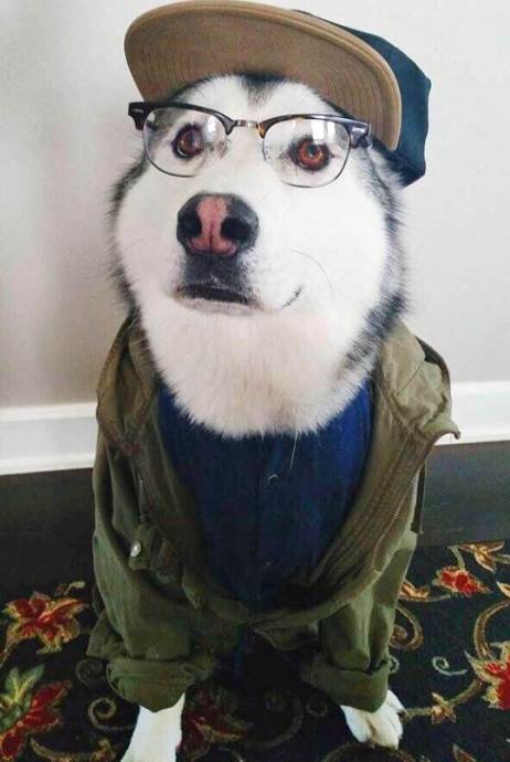 Модный пёс в очках и бейсболке
