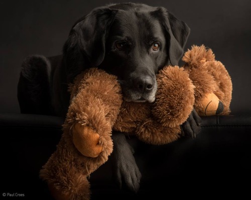 Черный пёс с игрушкой в зубах