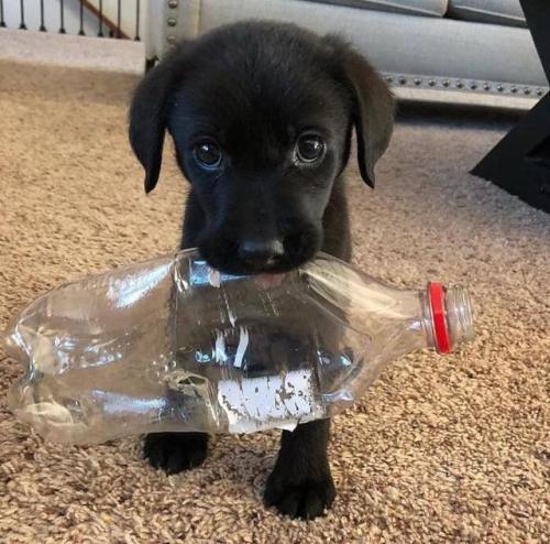 Черный щенок с пластиковой бутылкой в зубах