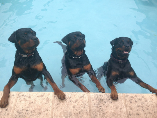 Три ротвейлера в бассейне
