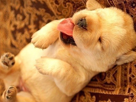 смешной спящий щенок с высунутым языком