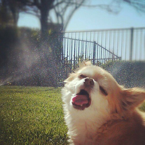 Собачка ловит ртом брызги фонтана