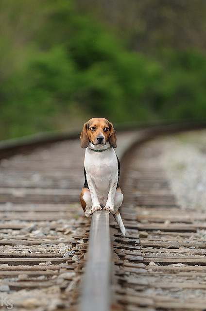 Красивое фото - собака сидит на рельсах