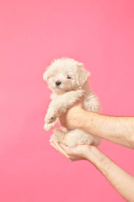 Белый щенок в руках парня (на розовом фоне)