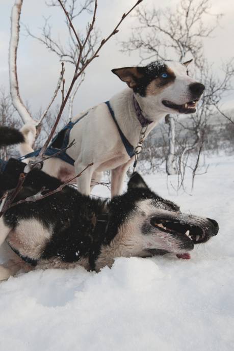 Две резвящиеся на снегу, собаки