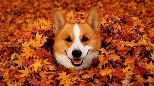 Веселая собачка в груде осенних листьев
