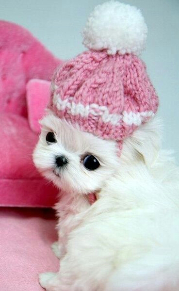 Белый смешной щенок в вязаной розовой шапочке