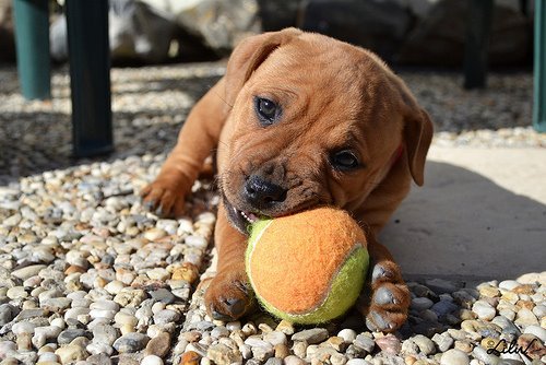Маленький щенок с цветным мячиком в зубах