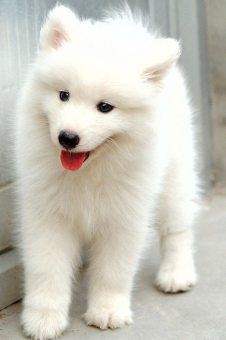 Белый пушистый щенок