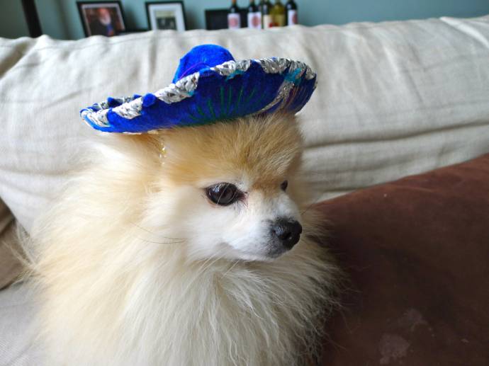 забавный Шпиц в Мексиканской шляпке