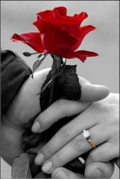 Рука в руке и красная роза