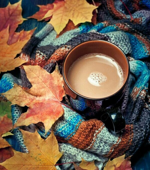 Чашка какао, осенний кленовый лист и шарф