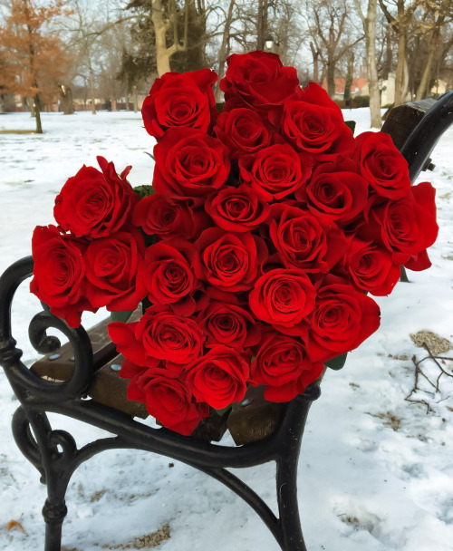 Букет красных роз на скамейке зимой