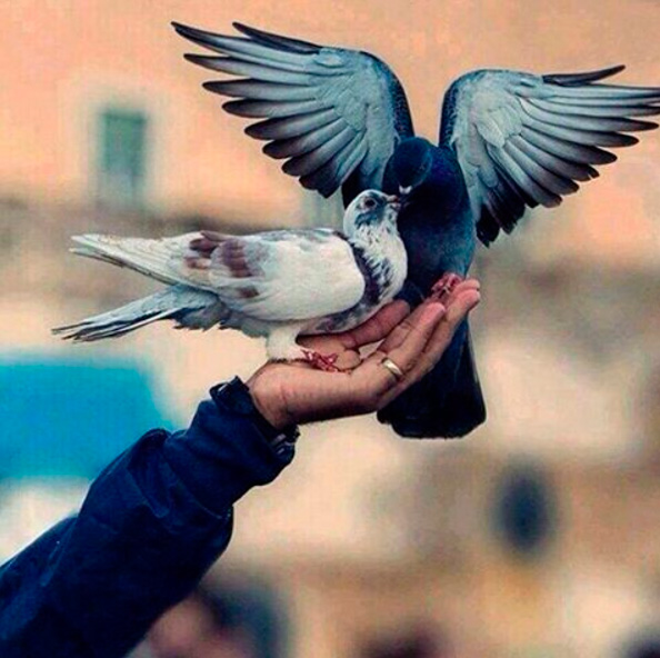 Парочка голубей на руке